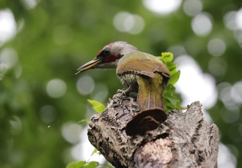 Japanese Green Woodpecker 多摩地区 Sun, 5/12/2024