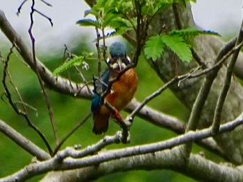 Common Kingfisher Maioka Park Thu, 5/16/2024