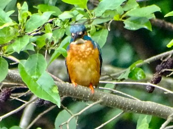 カワセミ 舞岡公園 2024年5月16日(木)