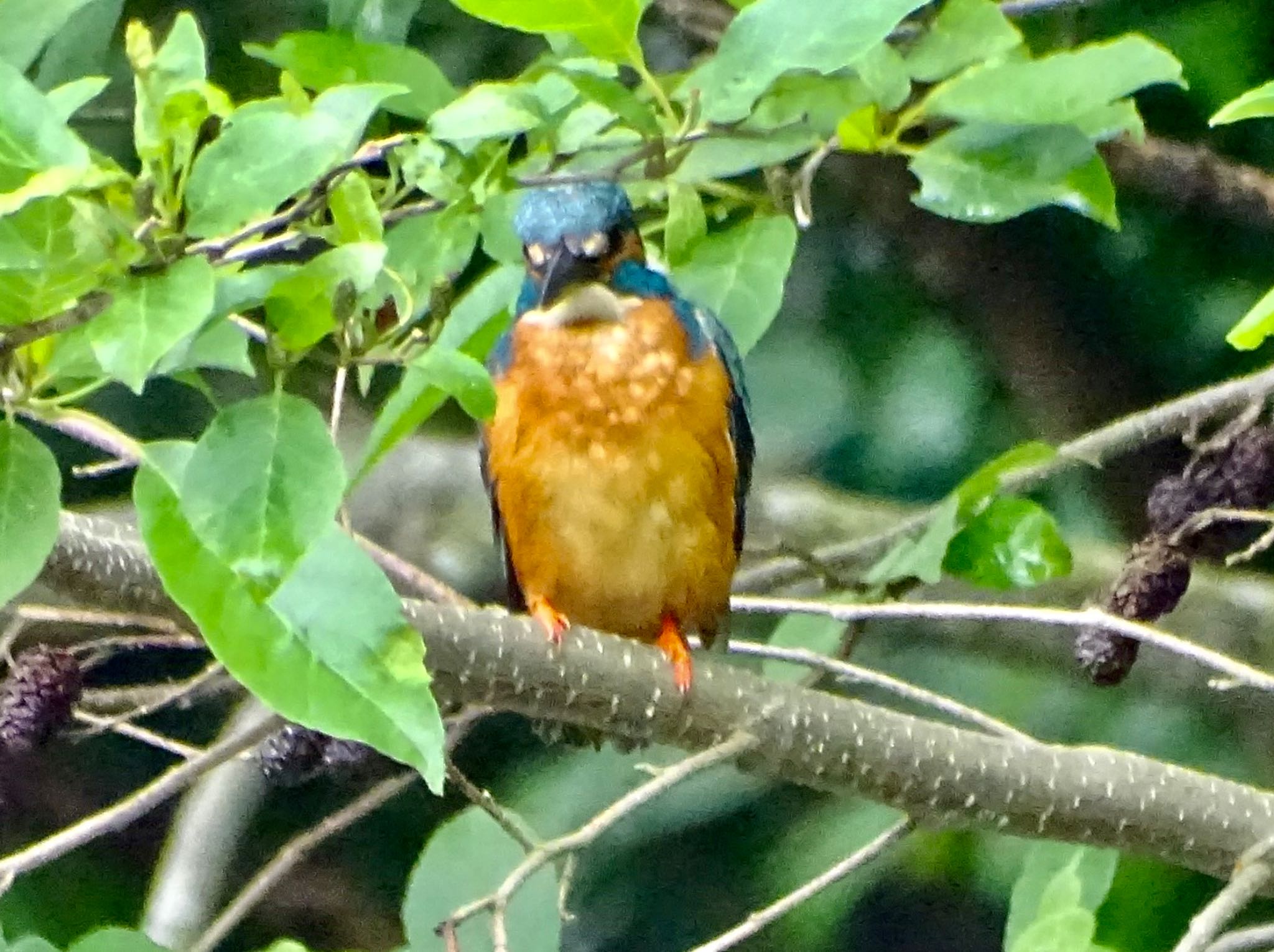 舞岡公園 カワセミの写真 by KAWASEMIぴー