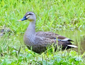 カルガモ 舞岡公園 2024年5月16日(木)