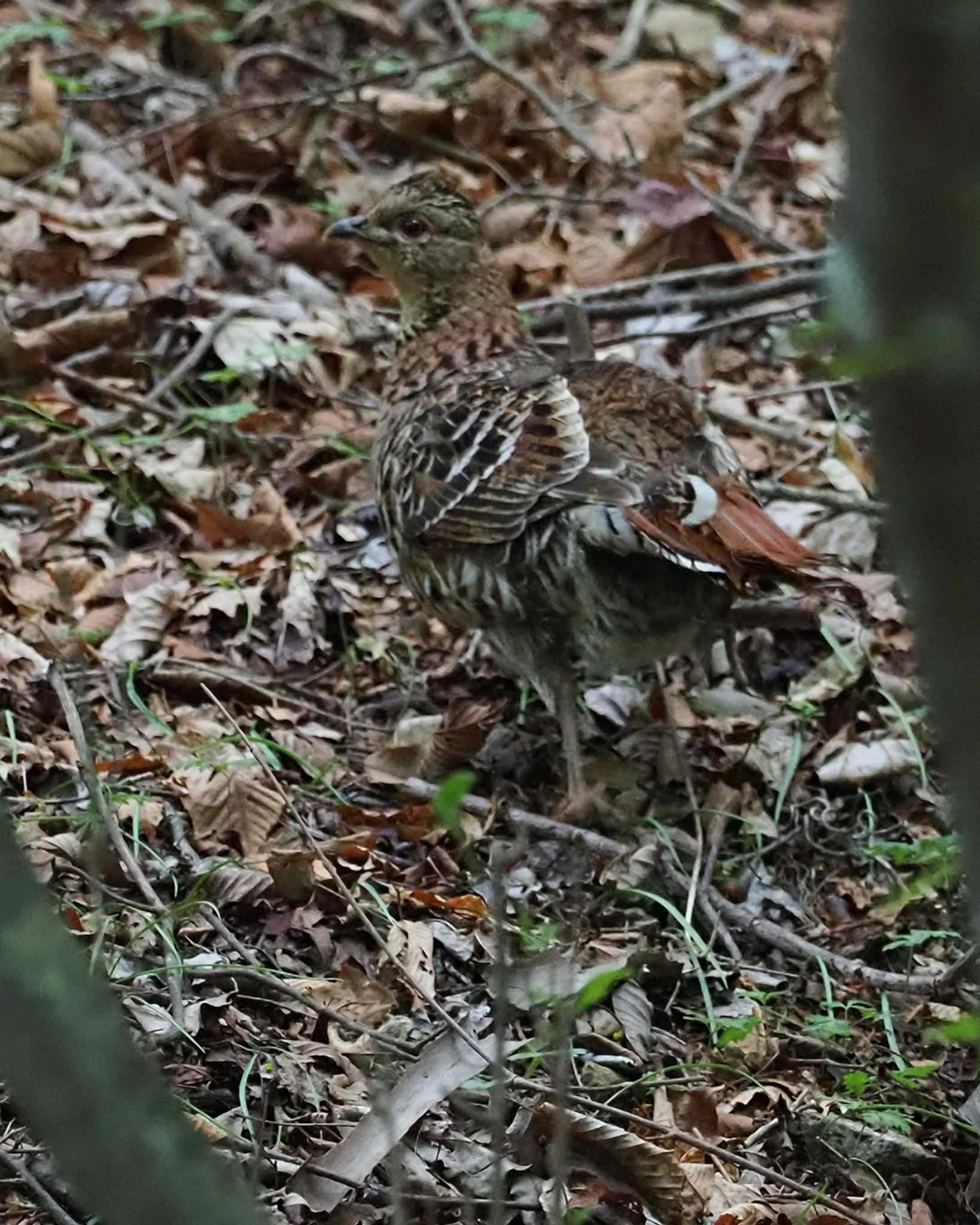 Copper Pheasant