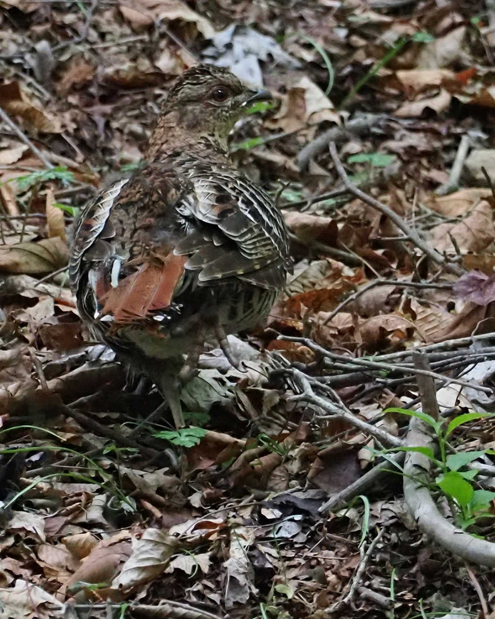 Copper Pheasant