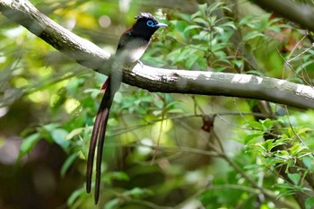 サンコウチョウ 東京都多摩地域 2024年5月9日(木)