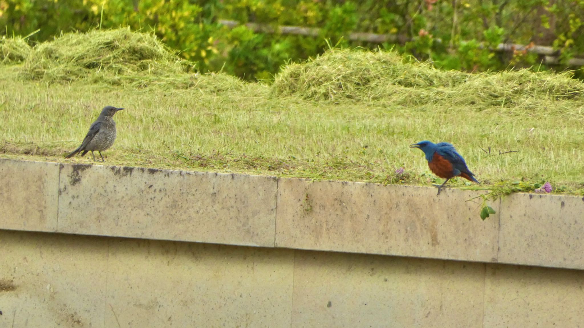 Blue Rock Thrush