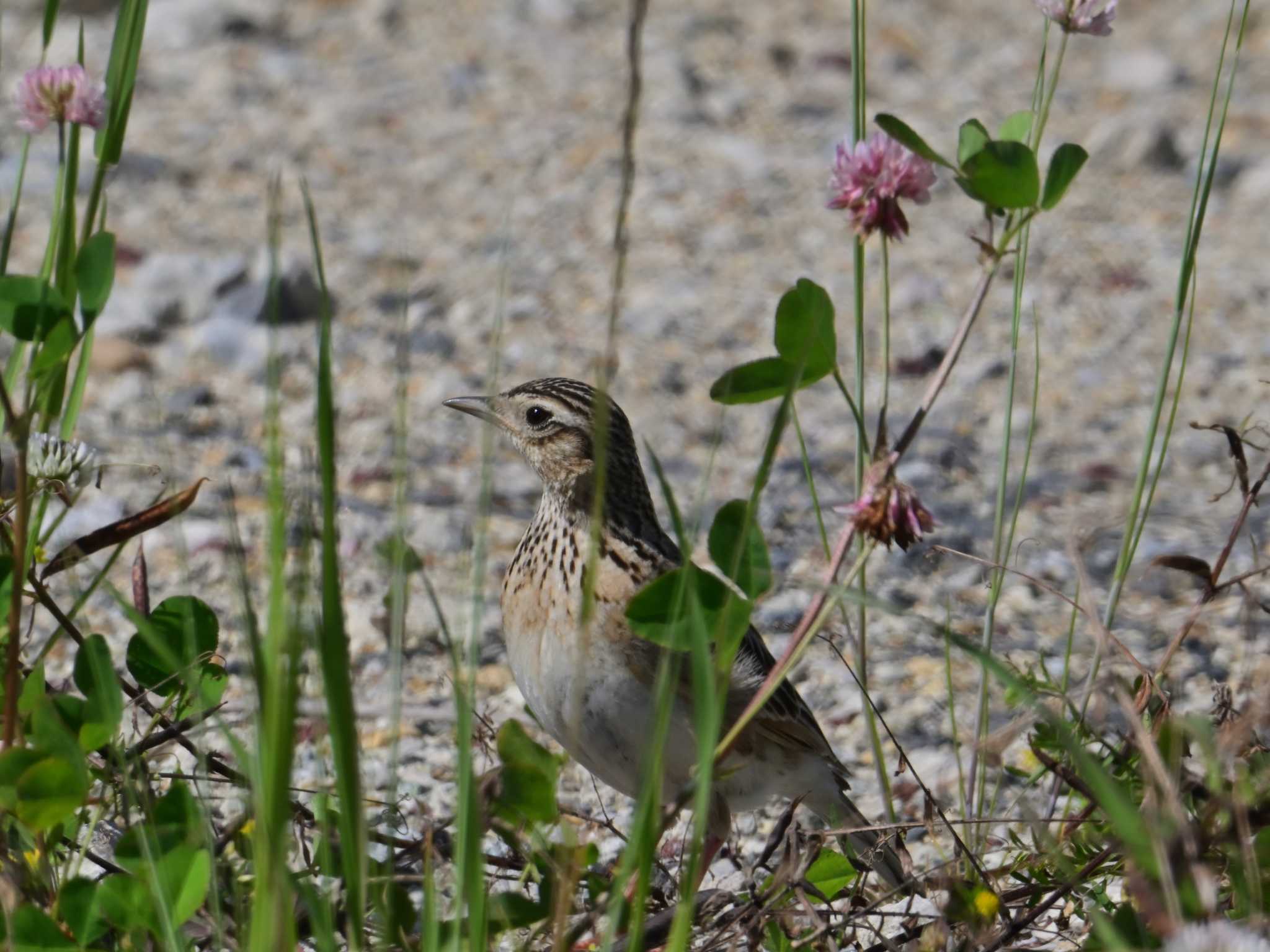 Eurasian Skylark