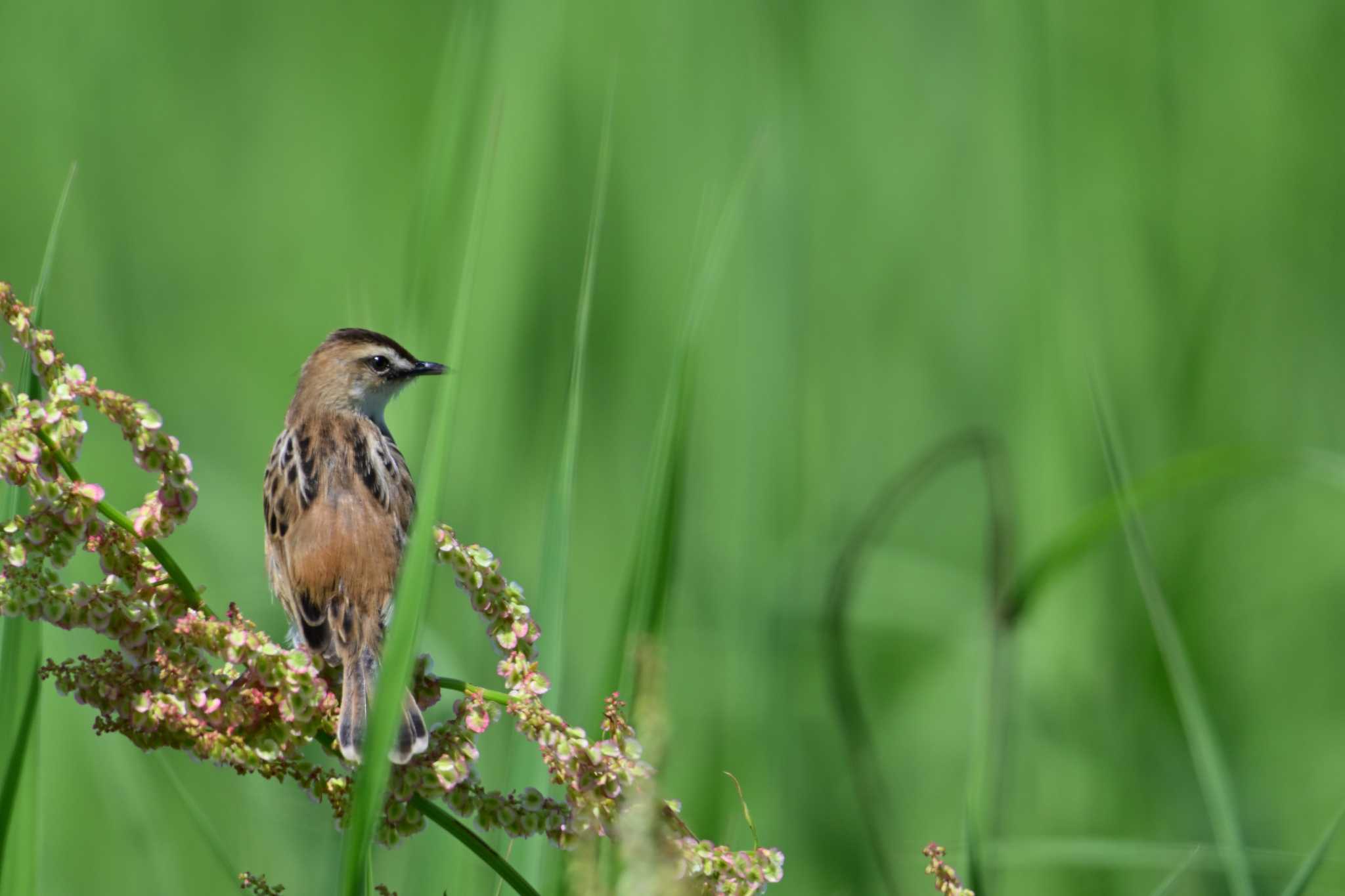 Zitting Cisticola