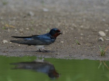 Barn Swallow 多摩川の河川敷 Wed, 5/15/2024