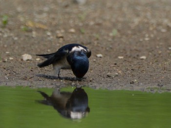 Barn Swallow 多摩川の河川敷 Wed, 5/15/2024