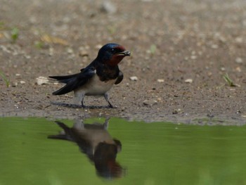 Barn Swallow 多摩川の河川敷 Wed, 5/15/2024