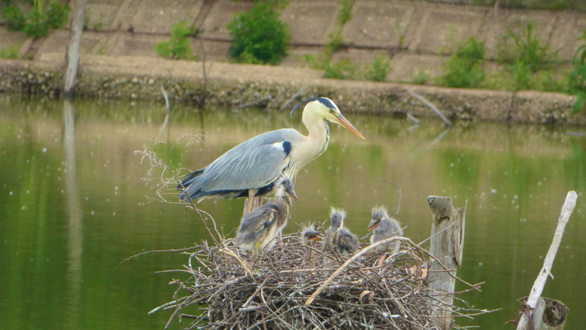 Grey Heron