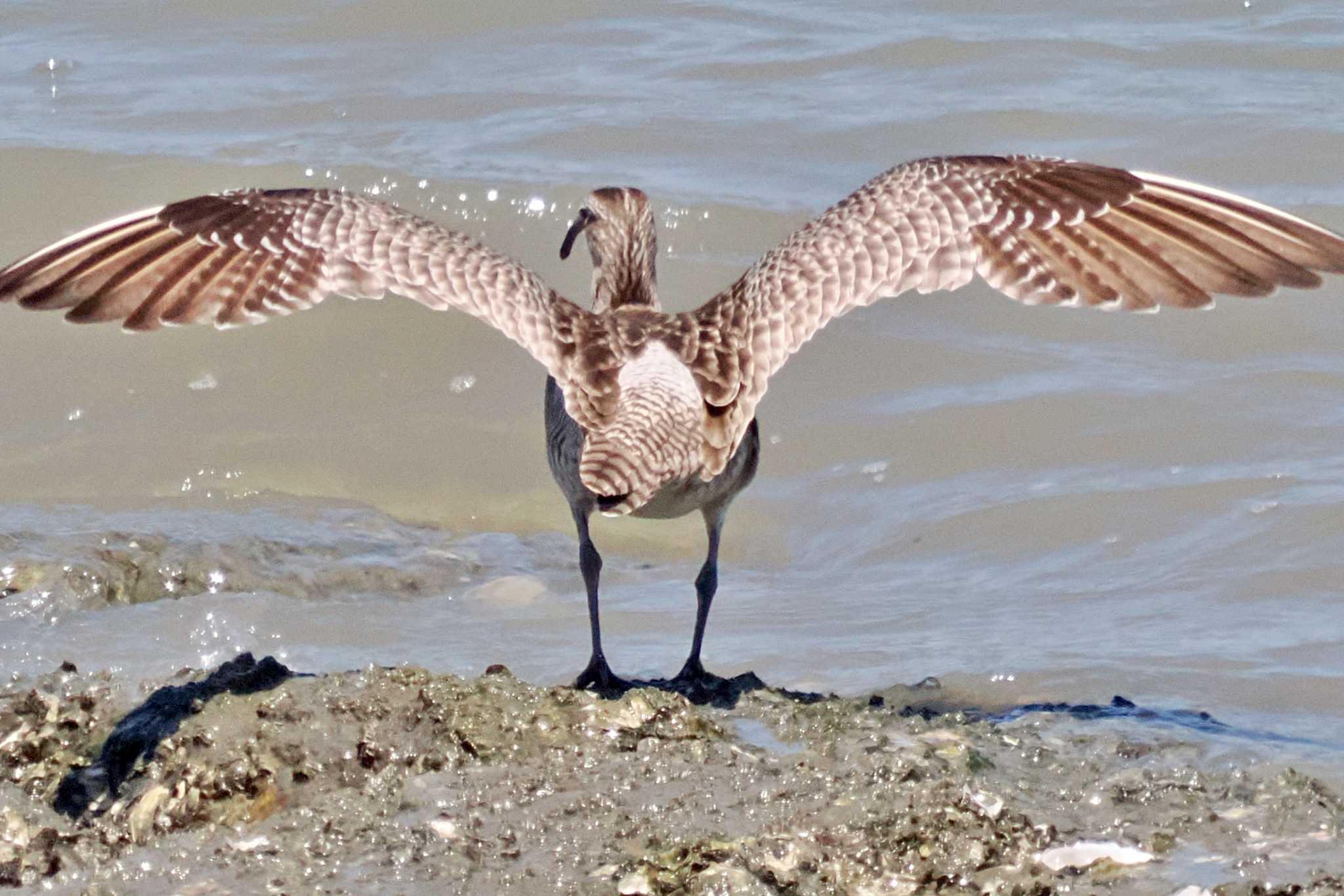 Photo of Eurasian Whimbrel at 山口県立きらら浜自然観察公園 by 藤原奏冥