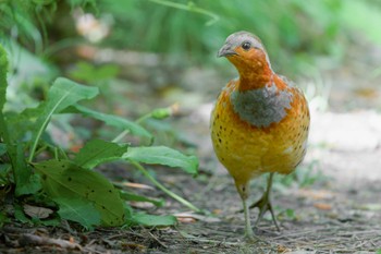 Chinese Bamboo Partridge Maioka Park Sat, 5/11/2024