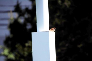 Eurasian Tree Sparrow 堺浜 Tue, 5/14/2024