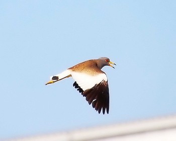 Grey-headed Lapwing 堺浜 Tue, 5/14/2024