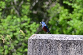 Blue Rock Thrush 布目ダム Sun, 4/28/2024