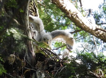 Eurasian Goshawk Inokashira Park Fri, 5/17/2024