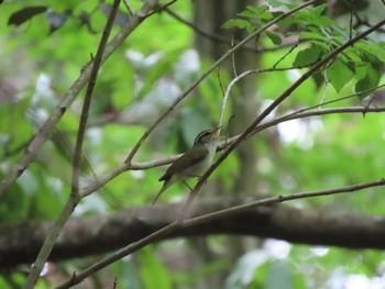 Eastern Crowned Warbler 海上の森 Mon, 4/29/2024