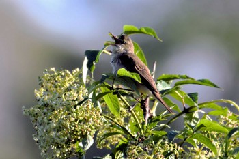 Oriental Reed Warbler 東区近郊 Fri, 5/17/2024