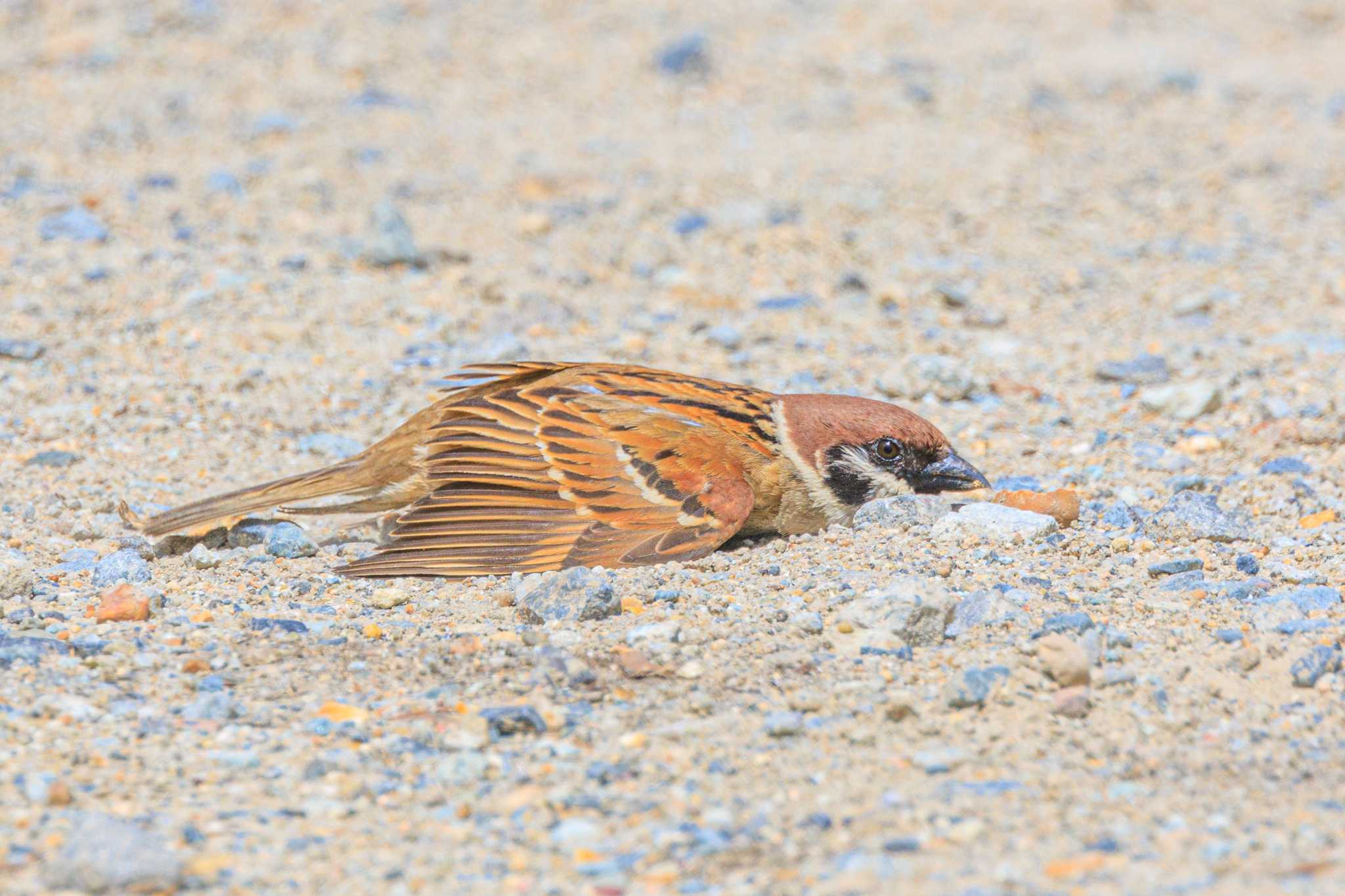 Photo of Eurasian Tree Sparrow at 石ケ谷公園 by ときのたまお