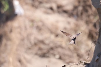 Sand Martin 新川河口(札幌市) Wed, 5/15/2024