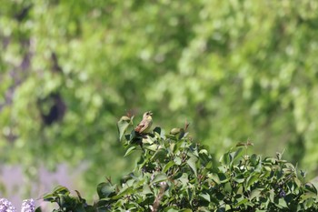 Masked Bunting 前田森林公園(札幌市) Wed, 5/15/2024