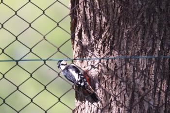 Great Spotted Woodpecker 前田森林公園(札幌市) Wed, 5/15/2024