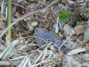 2019年1月4日(金) 境川(境橋付近)の野鳥観察記録