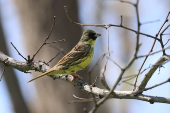 Masked Bunting 新川河口(札幌市) Wed, 5/15/2024