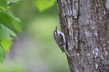 2024年5月16日(木) 野幌森林公園の野鳥観察記録
