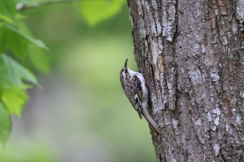 Eurasian Treecreeper 野幌森林公園 Thu, 5/16/2024