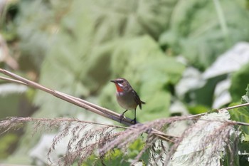 Siberian Rubythroat 新川河口(札幌市) Wed, 5/15/2024