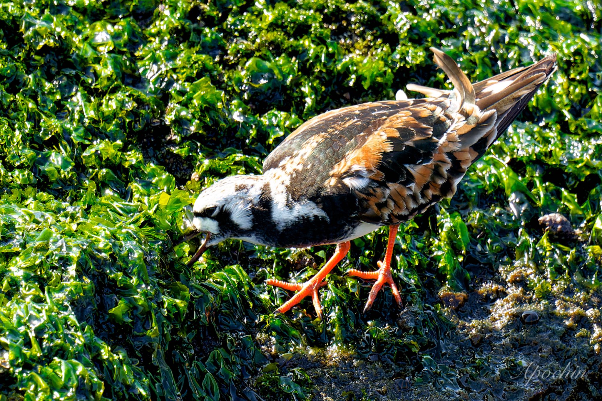 Photo of Ruddy Turnstone at 日の出三番瀬沿い緑道 by アポちん