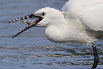 Little Egret 多摩川 Thu, 5/2/2024