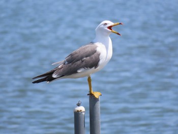 2024年5月11日(土) 蒲生干潟(仙台市)の野鳥観察記録