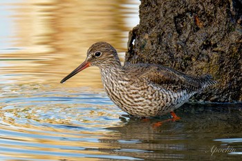 Common Redshank Kasai Rinkai Park Sun, 5/5/2024