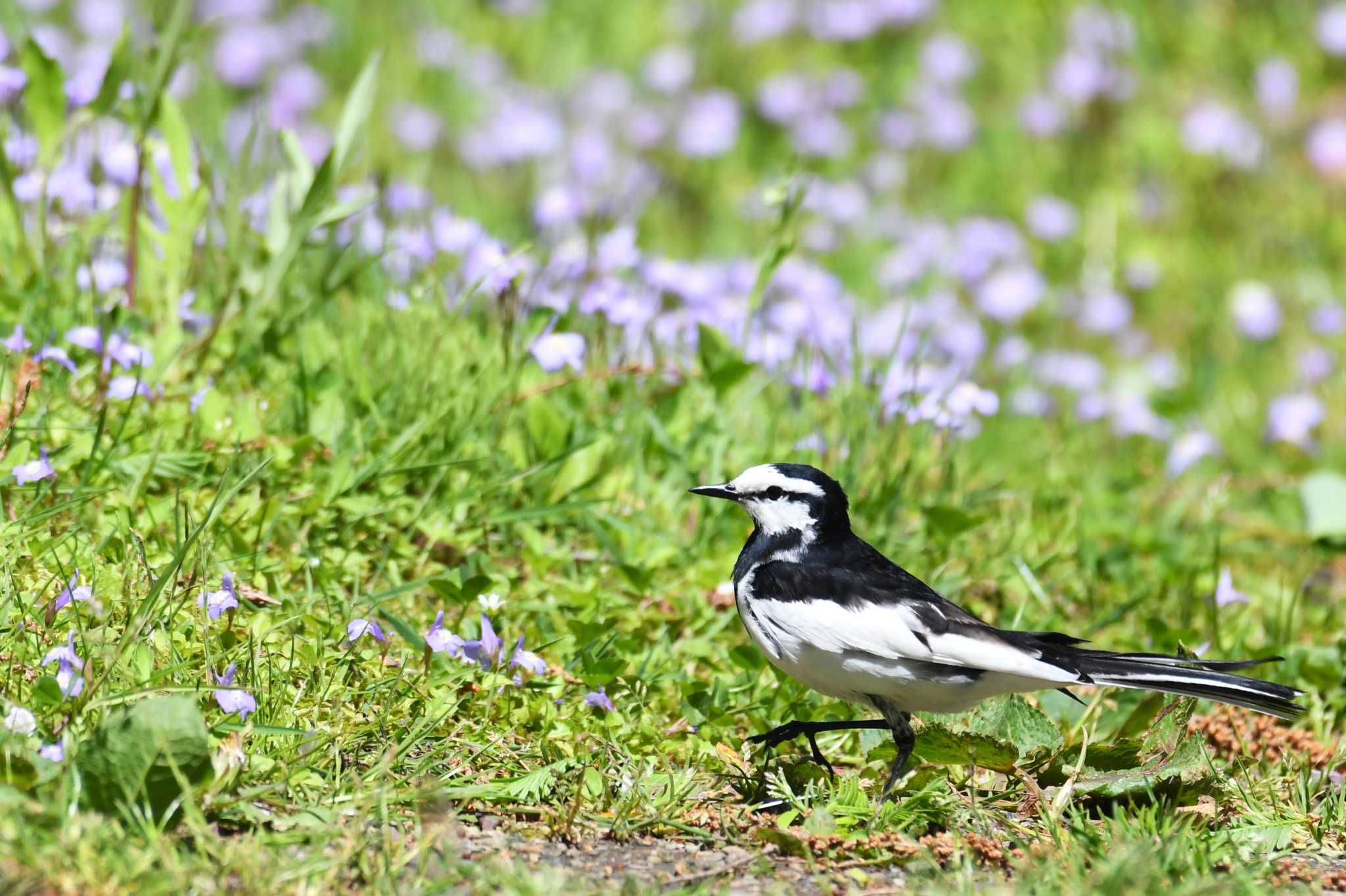 White Wagtail