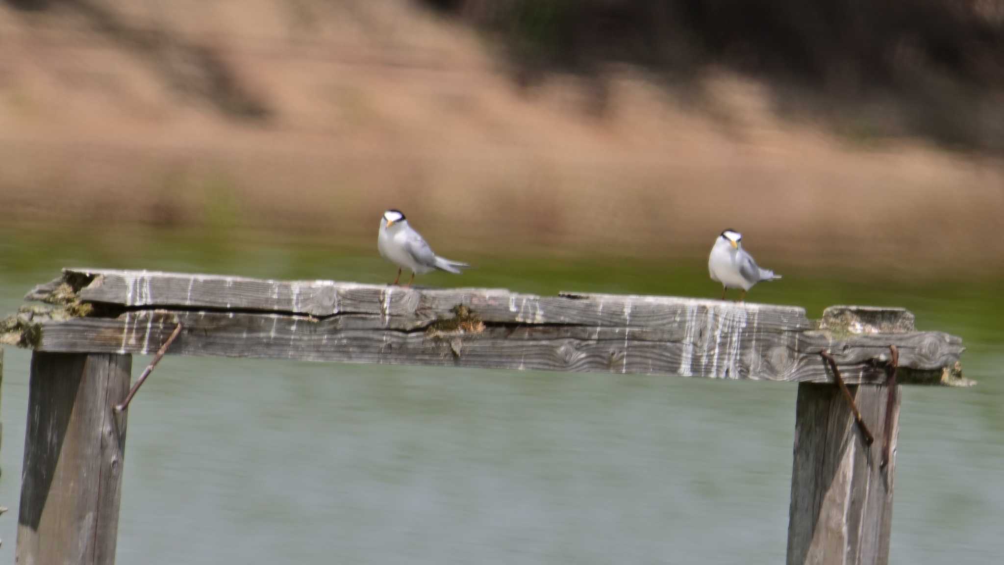 Little Tern