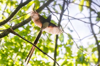 Black Paradise Flycatcher 八王子城跡 Sat, 5/11/2024