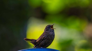 Eurasian Wren 栗東市 Fri, 5/17/2024