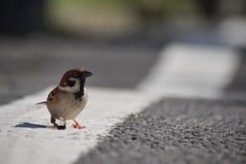 Eurasian Tree Sparrow ＭＦ Fri, 5/17/2024