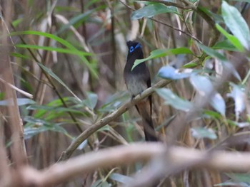 リュウキュウサンコウチョウ 国頭村(沖縄県) 2024年5月17日(金)