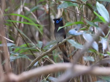 リュウキュウサンコウチョウ 国頭村(沖縄県) 2024年5月17日(金)