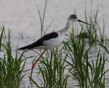 Black-winged Stilt Ishigaki Island Mon, 5/13/2024