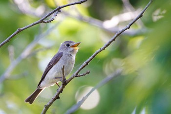 Asian Brown Flycatcher Unknown Spots Fri, 5/17/2024