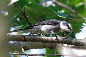 Ryukyu Minivet Unknown Spots Fri, 5/17/2024