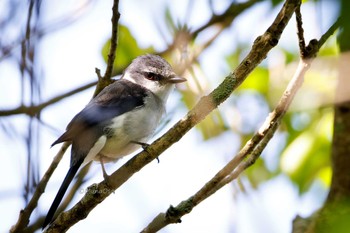 Ryukyu Minivet 福岡県 Fri, 5/17/2024