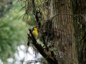 Thu, 5/16/2024 Birding report at 八王子城跡