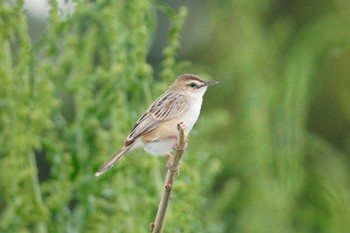 Mon, 5/6/2024 Birding report at 多摩川トライアングル