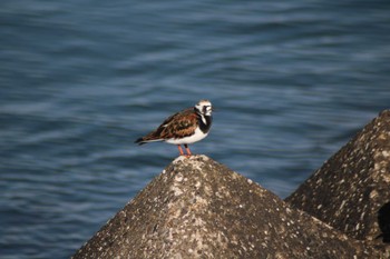 2024年5月15日(水) 稲毛海浜公園の野鳥観察記録